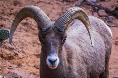 Ram 'ın Portresi Üzerine Düz