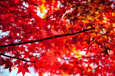 Central Park 'ta Parlak Kırmızı Yapraklar New York