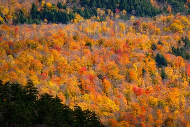 Vermont Dağlarında Sonbahar Renkleri