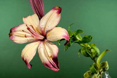 Yeşil arka planda çiçek açan turuncu lolipop zambağı.