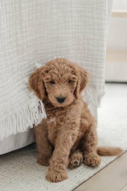 Altın Kuku Yavrusu Kilimin Üzerinde Oturuyor