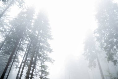 Sisli havada ormanda büyüyen ağaçlar