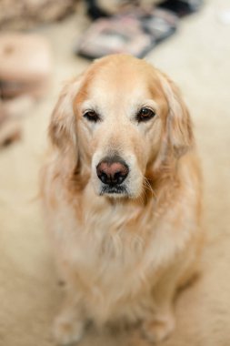 Golden Retriever içeride oturuyor, doğrudan kameraya bakıyor.