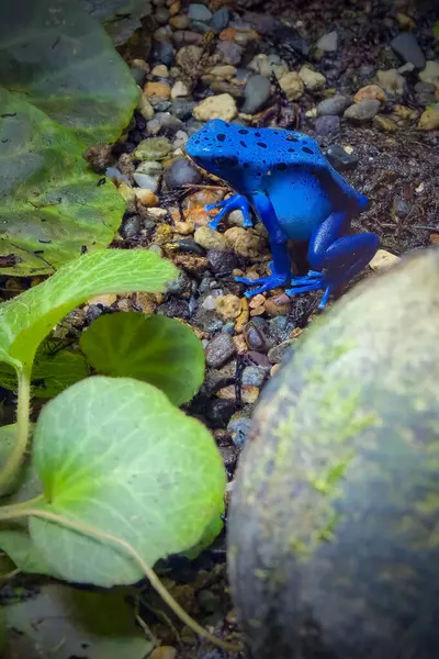 stock image The blue poison dart frog