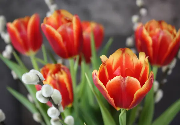 stock image Vibrant Spring Tulips with Soft Puffy Willow Branches in Bloom