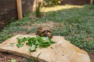 Kaplumbağa güneşli bir günde taş levhada yeşillik yiyor.