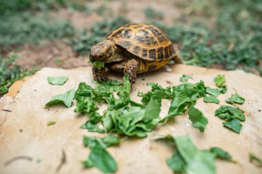 close up of  tortoise chewing greens hanging out of mouth clipart