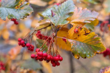 Böğürtlen ve yağmur damlalarıyla yakın plan Viburnum dalı