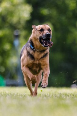 Alman çoban köpeği melezi köpek yemi olarak çalışıyor.