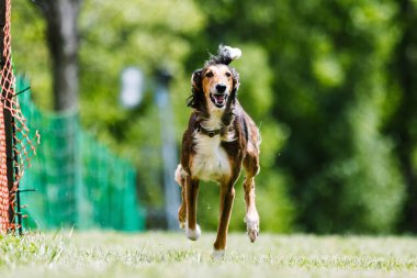 Saluki görüşlü av köpeği av köpeği koşuyor.