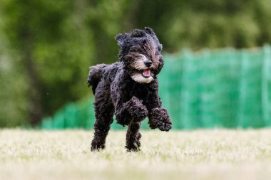 Kaniş karışık döllenmiş Doodle köpeği. Yem parkuru köpek sporu.