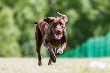 Alman Shorthair Pointer köpeğini yem olarak kullanıyordu.