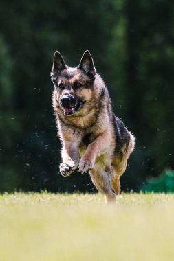 Alman çoban köpeği koşuyor. Yem parkuru köpek sporu.