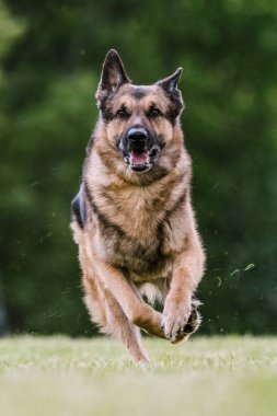 Alman çoban köpeği koşuyor. Yem parkuru köpek sporu.