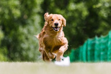 Golden Retriever dog running lure course dog sport clipart