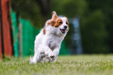 Koşan Kooikerhondje köpeği. Yem parkuru köpek sporu.