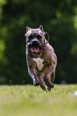 Cane Corso Italiano 'nun italyan köpeği.