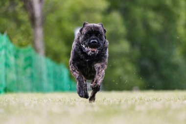 Cane Corso Italiano 'nun italyan köpeği.