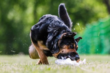 Alman çoban köpeği, köpek oyununda plastik torba yakalıyor.