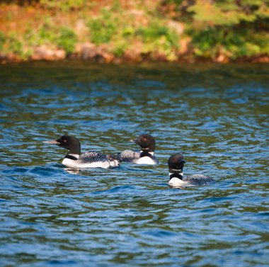 Kanada 'da gölde birlikte yüzen üç kuş grubu..
