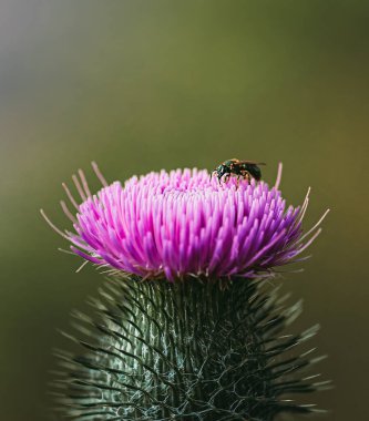 Close up of insect on top of flowering thistle plant in summer. clipart