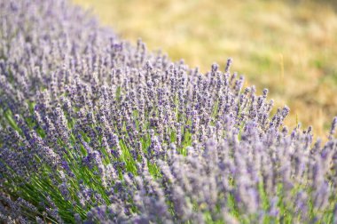 Katalonya 'daki Pireneler' de bir lavanta bitkisinin yakın çekimi.