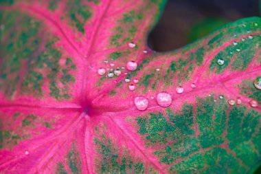 Pembe Caladium yaprağına su damlalarının yakın çekim görüntüsü