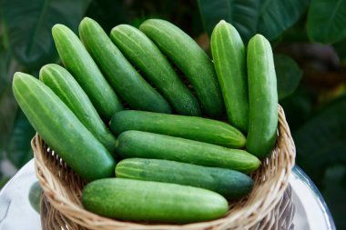 Hasır sepette taze salatalık