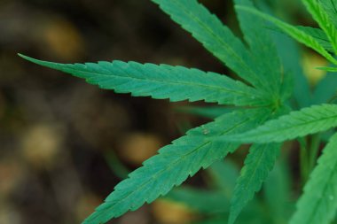 Esrar yaprağının yakın görüntüsü