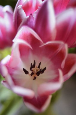 Up close beautiful pink and white tulip in garden clipart