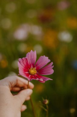 Çiçek Tarlasında El Tutuşan Pembe Kozmos Çiçeği