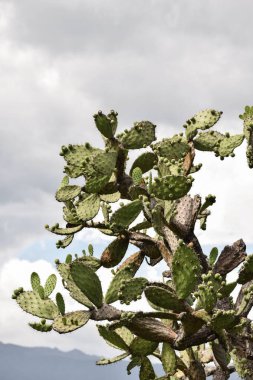 Oaxaca 'da yerli meyveli Meksika gren kaktüsü..