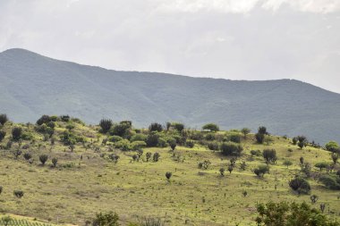 Oaxaca Meksika 'nın güzel yeşil manzarası. Kaktüs manzarası.