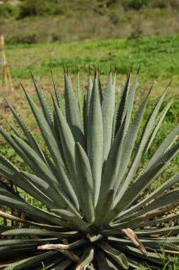 Meksika, Oaxaca 'daki Mezcal için Agave kaktüsüne yakın çekim.