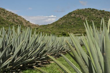 Oaxaca, Mezcal agave field. Mexican agave plantation. clipart