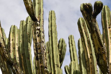 Oaxaca 'daki eski Meksika Kaktüslerine yakın çekim mavi gökyüzüne karşı