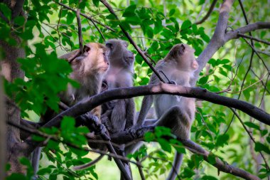 Ağaçta uzun kuyruklu bir makak.
