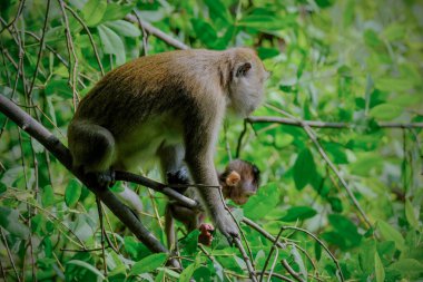 Ağaçta uzun kuyruklu bir maymun var.
