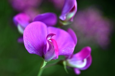 Uzun ömürlü dikenlerin pembe çiçekleri (Lathyrus latifolius)