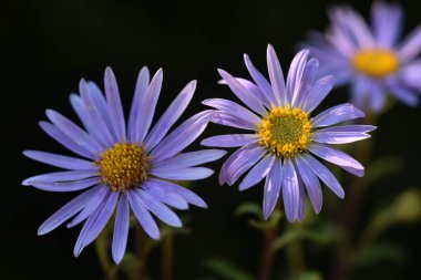 Alp makinesinin mavi çiçeklerinin makrofotoğrafçılığı (Aster alpinus)