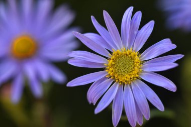 Alp makinesinin mavi çiçeklerinin makrofotoğrafçılığı (Aster alpinus)