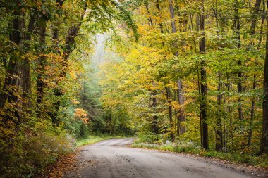 Sonbahar ağaçları kırsalda toprak bir yol oluşturuyor.