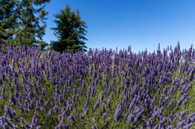 Sequim, Washington 'daki lavanta tarlası, mavi gökyüzü