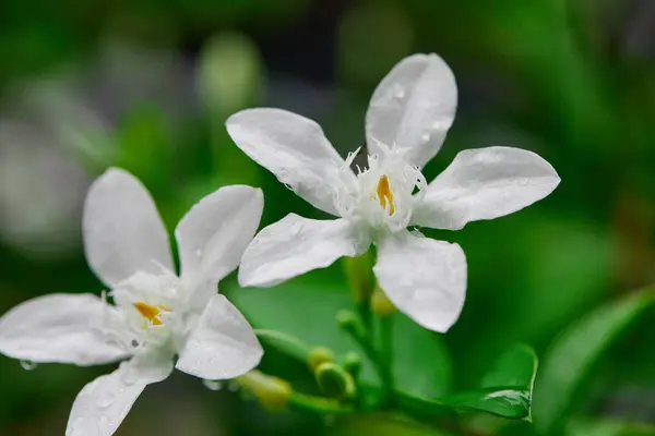 stock image Close-up of raindrops on white Crepe jasmine flower