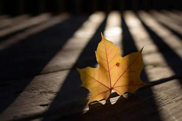 stock image One yellow Maple leaf standing in warm dramatic sunlight