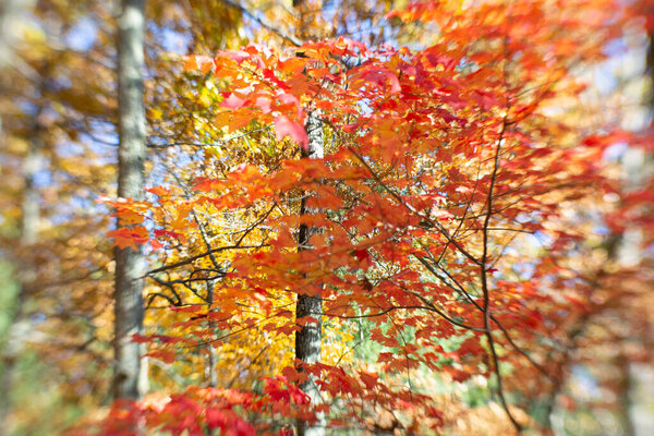 Colorful Autumn leaves in New England