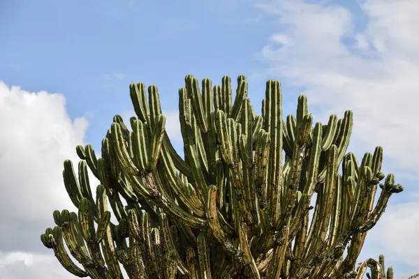 stock image Mexican old Cactus in Oaxaca against the cloudy sky