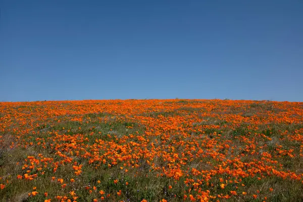 stock image Hillside of Orange California Poppies