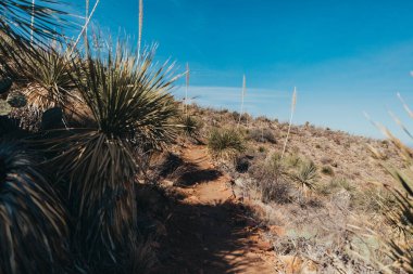 Hiking Trail lined with Sotol Plants in Franklin Mountains State Park clipart