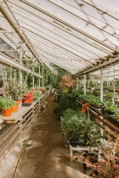 stock image Interior of a greenhouse with various plants and flowers in pots